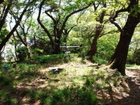 金沢自然公園さくら山広場1