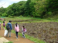 小谷戸の里田植え1